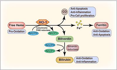 HO-1 in Bone Biology: Potential Therapeutic Strategies for Osteoporosis